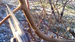 Никогда так не делай! Основная ошибка при обрезке персика.