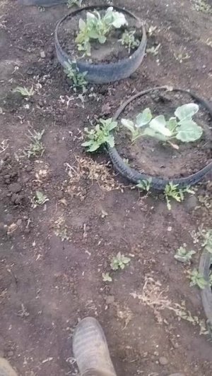 КАПУСТА ВЫЖИЛА.