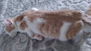 Жаришка🥰, а что делать? 😭😭❄