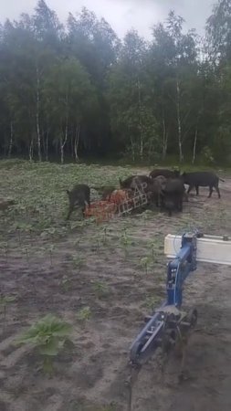 Бегут в Румынию, никто не снимал, но тут оператор местного деревенского канала решил поделиться