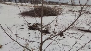 ВЫРОС ДУБ ВОЗЛЕ ДОМА. ДЛЯ ЧЕГО НУЖНЫ ЛИСТЬЯ ДУБА. КОГДА ЕГО ОБРЕЗАТЬ.