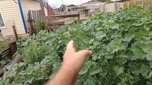 28 июня, гусак или гусыня, смотрим на хвост