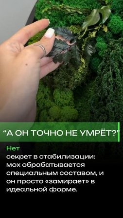 Картина из мха с добавлением различных растений