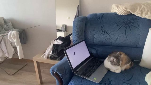 Развлекаем нашу кошку (часть13)