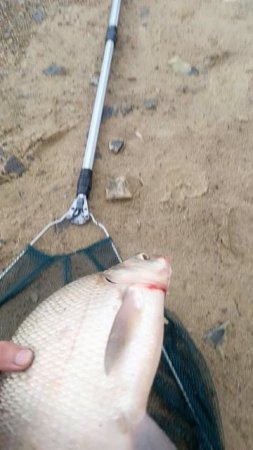 Поймал леща на Пензенском водохранилище
