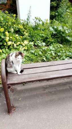 Котик отдыхает на лавочке