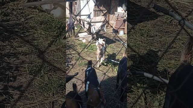 1000014903.mp4