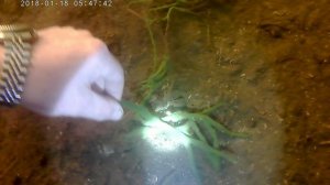 боровое жд мост водоросли