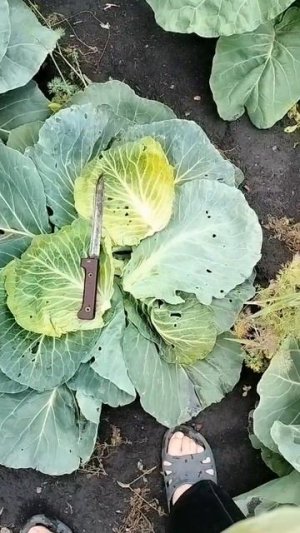 Июньская капуста оправдала своё название!