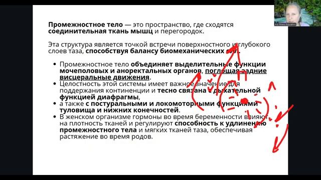 Лобково-промежностная мышца. Анатомия.