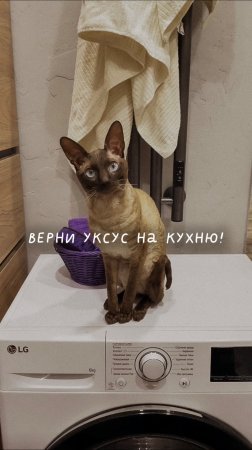 Верни уксус на кухню!