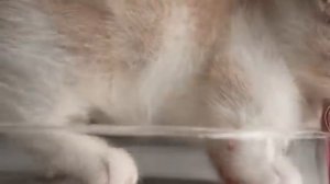 Маленький милый котёнок кушает! АСМР - РЕЛАКС !