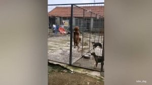 Забавные Животные, Которые Будут Заставлять Вас СМЕЯТЬСЯ Весь День
