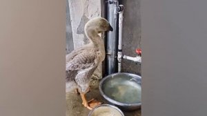 Невероятные Моменты С Животными, Снятые На Камеру, Заставят Вас Смеяться И Забыть О Стрессе