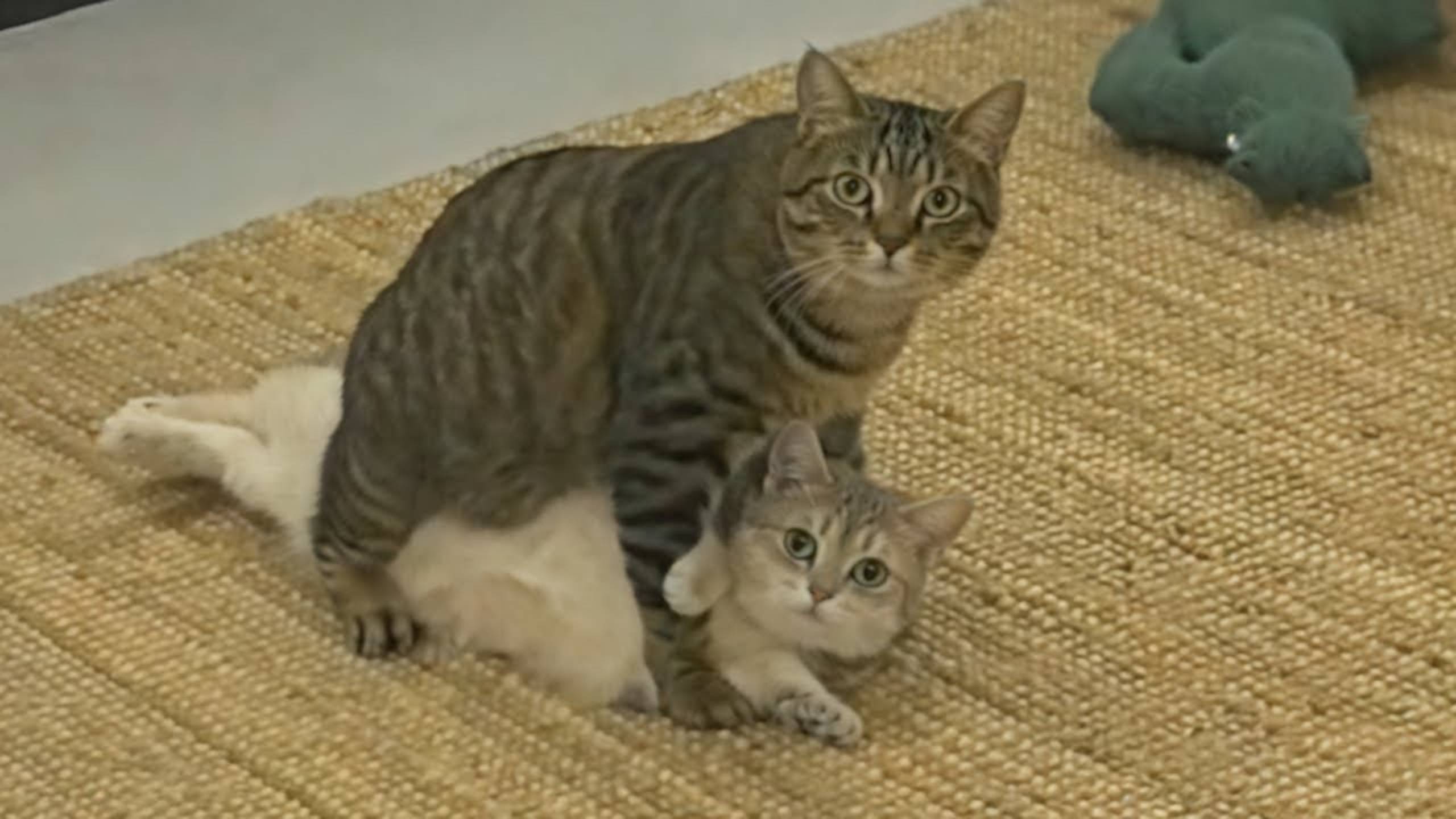 Приколы с котами! Смешные коты - Самые смешные животные С ОЗВУЧКОЙ! Ржака!!
