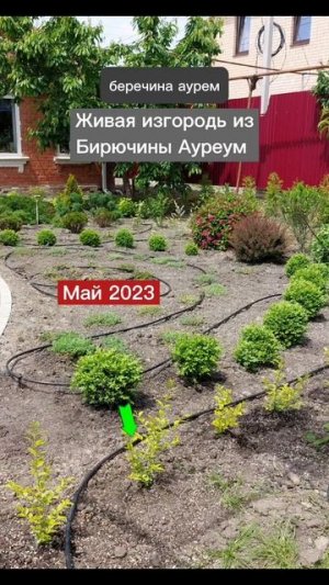 Бирючина золотистая Ауреа, вариегатная, овальнолистная.mp4
