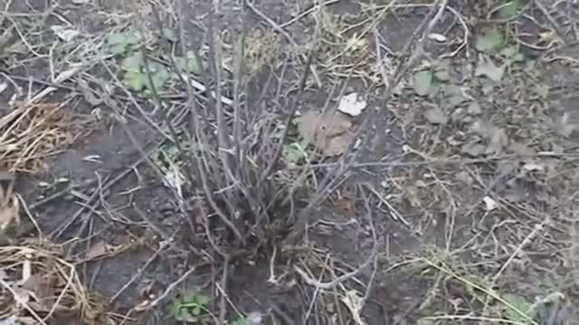 ТАК САЖАТЬ СМОРОДИНУ НЕЛЬЗЯ?