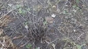 ТАК САЖАТЬ СМОРОДИНУ НЕЛЬЗЯ?