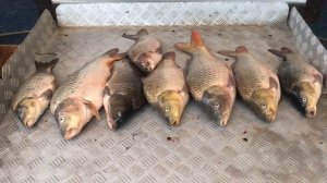 улов карпа на большом водоёме