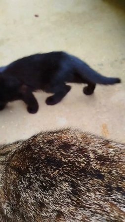 Дал Молока Бездомной Маме с Котенком