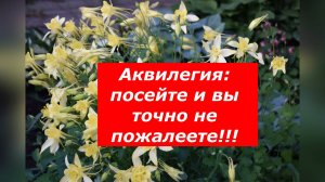 Аквилегия- где и как выращивать этот замечательный цветок #цветы #аквилегия #садиогород