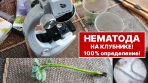 Поймал нематоду за хвост! 100% способ выявить вредителя на клубнике под микроскопом