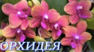 №1094/ ОБЗОР орхидей в маг. ОРХИДЕЯ. СОРТОВЫЕ орхидеи на УЦЕНКЕ