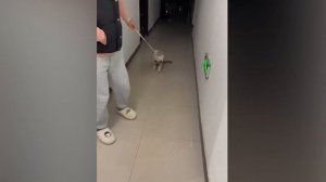 Забавное Животное, Которое Заставит Вас Безудержно Смеяться