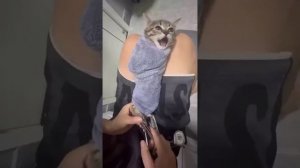 🔥СмехоМания t.me/Laughomania