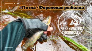 ФОРЕЛЬ ЛЕНИНГРАДСКОЙ ОБЛАСТИ! ЭЛЬДОРАДО В РУЧЬЕ! рыбалка на спиннинг в глуши.