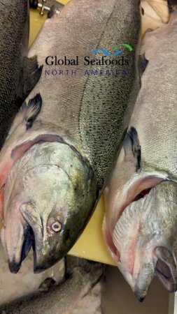 🐟 Свежий королевский лосось с реки Коппер уже в продаже!