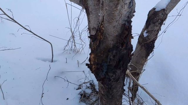 БУДЬТЕ ВНИМАТЕЛЬНЫ ОБРЕЗАЯ ПЕРСИК