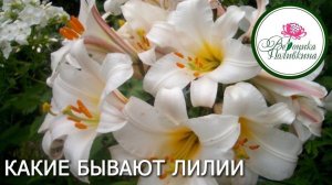 ВИДЫ ЛИЛИЙ
