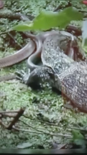 Встреча ВАРАНА со ЗМЕЁЙ🤔😯