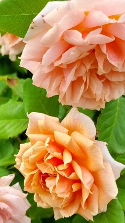 Летнее цветение 2025 🌸 Цветут гортензии и роза Поль Бокюз
