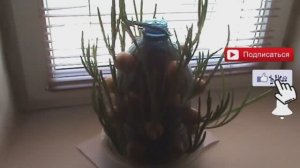 Необычный способ выращивания лука на перо зимой