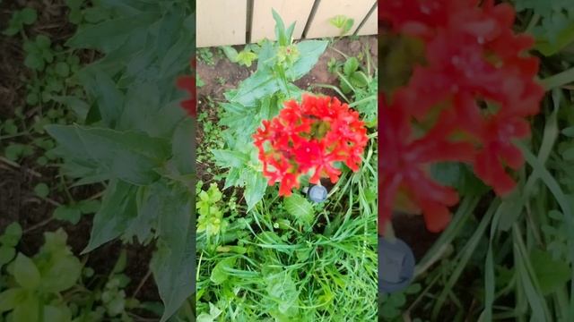 Цветочки и Яблони после дождя