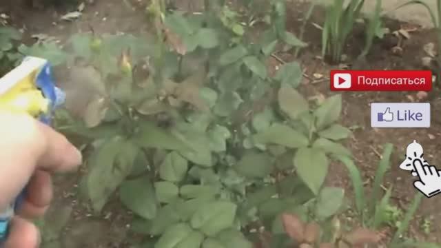 Сделайте это и ТЛЯ на РОЗАХ исчезнет навсегда