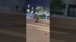 Смешные видео с животными 😂😂