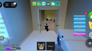 игра с котятами
