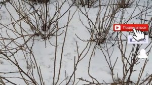 КОГДА ОБРЕЗАТЬ ЧЕРНУЮ И КРАСНУЮ СМОРОДИНУ