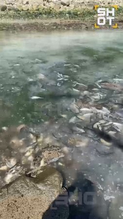 Тонны селёдок попали в ловушку после отлива в Магадане.