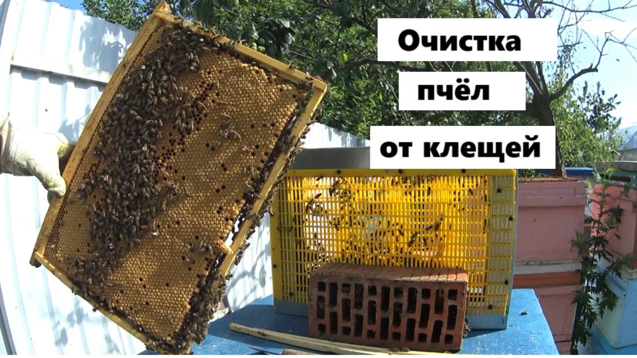 Полная очистка пчёл от клещей.