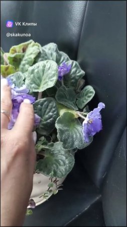 Растение-агрессор, коллизия.