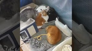 Крупные залежи крупного котия
