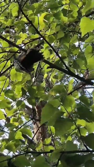 В нашу теплицу на монастырском огороде влетел дятел