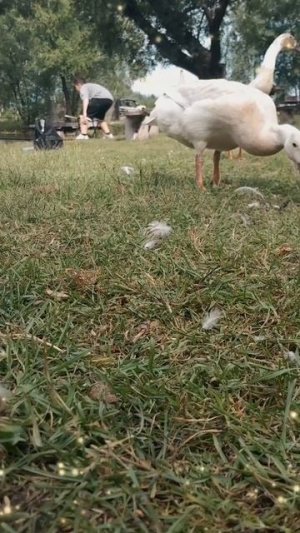 Утки 🦆