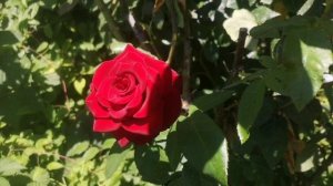Роза-дерево Блэк Мэджик и некрасивая роза Керио