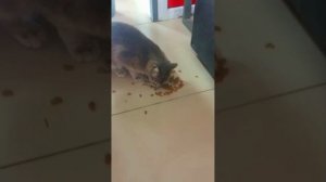 Дагестан Задумайся о Бездомных Животных