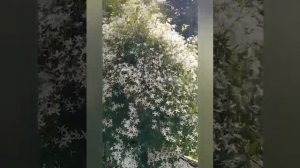 WhatsApp Video 2025-06-26 at 12.23.56